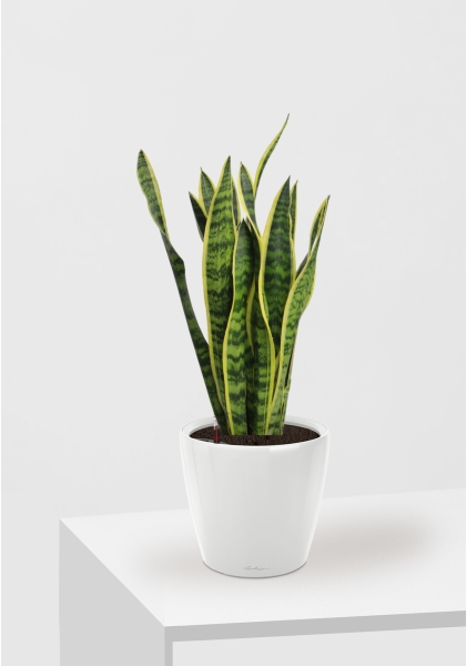 Сансевиерия Лауренти 17/60 см в CLASSICO LS 21 Сансевиерия Лауренти 17/60 см в CLASSICO LS 21