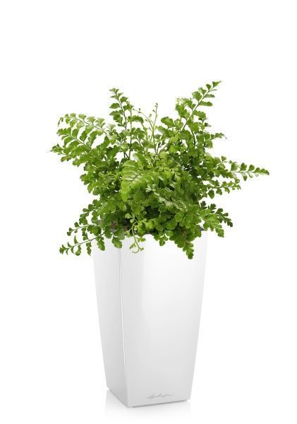 Папоротник Парвати в MAXI CUBI Папоротник Парвати в MAXI CUBI