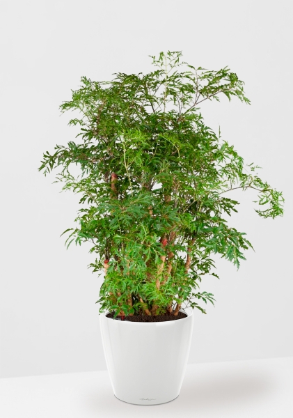 Полисциас Гавайи Минг 21/90 см в CLASSICO LS 28 Полисциас Гавайи Минг 21/90 см в CLASSICO LS 28