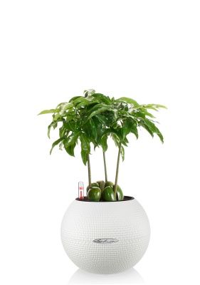 Кастаноспермум в PURO 20, белый