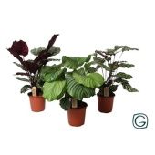 Калатея микс d21 см h55 см Калатея микс d21 см h55 см