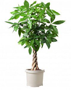 Пахира Акватика 27/160 см