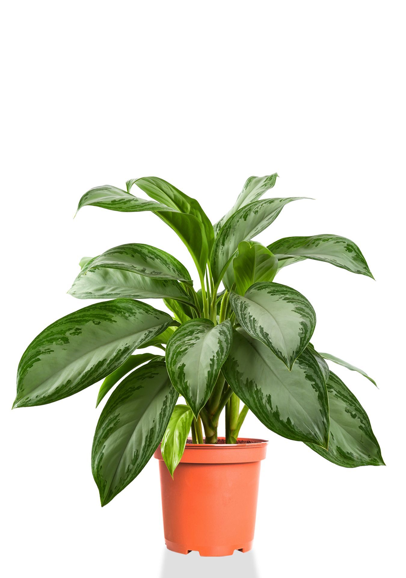 Аглаонема Сильвер Бей 17/55 см Аглаонема Сильвер Бей 17/55 см