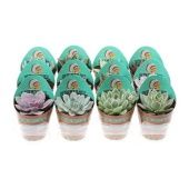 Суккуленты микс Desert Plants d8.5 см h10 см