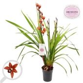 Цимбидиум 3-4 ствола оранж d14 см h60 см Цимбидиум 3-4 ствола оранж d14 см h60 см