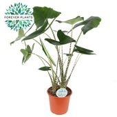 Алоказия Зебрина 24/95 см