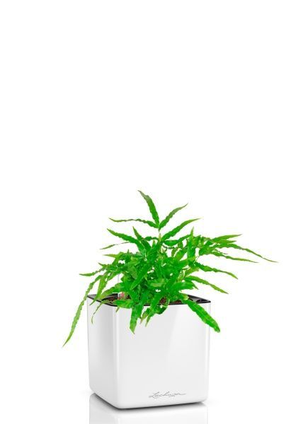 Папоротник Птерис 12/30 см в CUBE GLOSSY 14