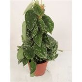 Сциндапсус Пиктус d15 см h50 см