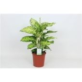 Диффенбахия Кул Тайгрис d24 см h90 см Диффенбахия Кул Тайгрис d24 см h90 см