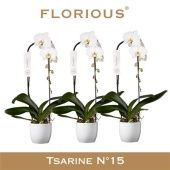 Фаленопсис Cascade 1st White Ceramic (florious) d15 см h80 см Фаленопсис Cascade 1st White Ceramic (florious) d15 см h80 см