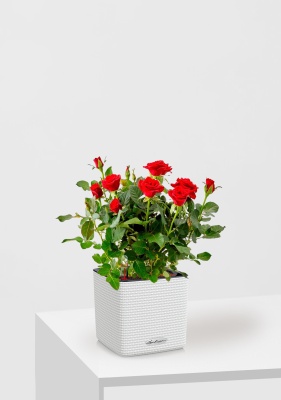 Роза Бо Монд красная 12/25 см в CUBE COLOR 14, белый