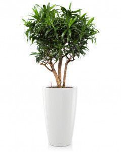 Драцена Песнь Ямайке RONDO 32