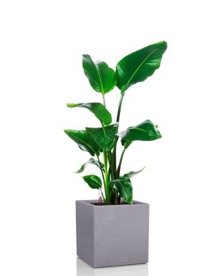 Стрелиция Николай 19/90 в CANTO Stone low 30, серый камень