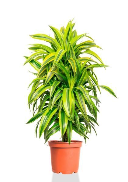 Драцена Лемон Лайм бранч 24/110 см Драцена Лемон Лайм бранч 24/110 см