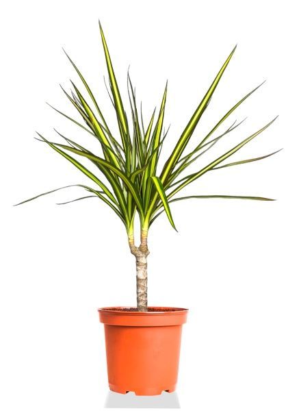 Драцена Маргината Санрей 12/40 см