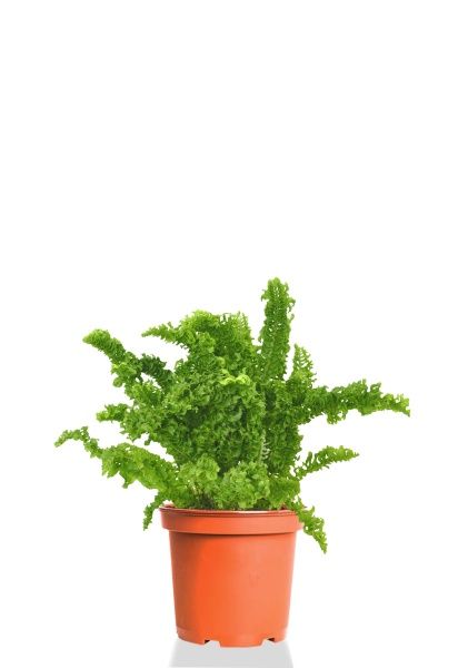 Папоротник Нефролепис Возвышенный 12/25 см