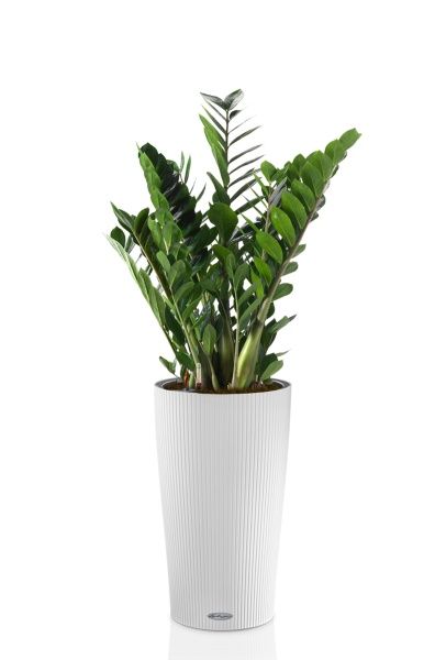 Замиокулькас 21/90 в CILINDRO 32