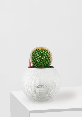 Кактус Маммиллярия Полителе 12/20 см в PURO 20, белый