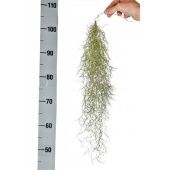 Тилландсия Usneoidus X6 d5 см h50 см