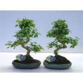 Бонсай Лигуструм d24 см h35 см