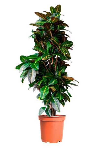 Кротон Кодиеум Петра d30 см h140 см
