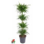 Драцена Анита вариегатная карусель d31 см h150 см