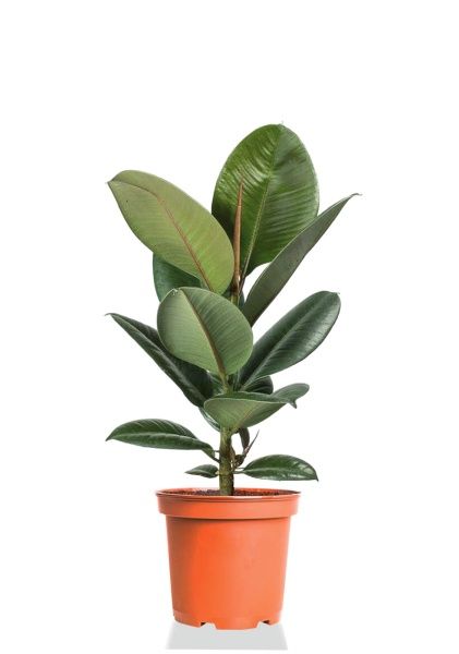 Фикус Эластика Робуста 17/60 см Фикус Эластика Робуста 17/60 см