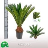 Цикас Революта 12+ листьев d19 см h80 см