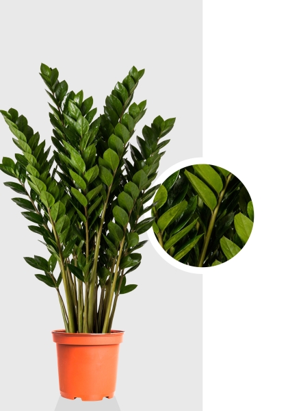 Замиокулькас 8+ веток d21 см h95 см