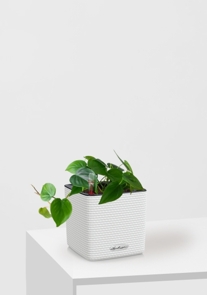 Филодендрон Сканденс 12/20 см в CUBE COLOR 14