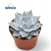 Эхеверия Colorata Ice d10.5 см h15 см