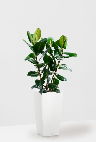 Фикус Эластика Робуста в CUBICO 30
