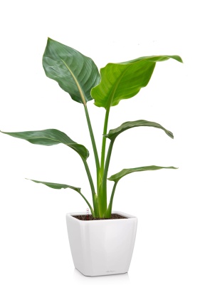 Стрелиция Регина 24/100 см в QUADRO LS 28, белый блестящий