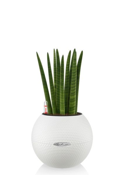 Сансевиерия Цилиндрика Спагетти 12/40 см в PURO 20 Сансевиерия Цилиндрика Спагетти 12/40 см в PURO 20