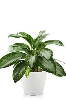 Аглаонема Сильвер Бей в CLASSICO 21 Аглаонема Сильвер Бей в CLASSICO 21