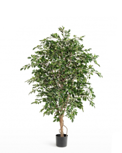 Фикус Фолиа зелёный