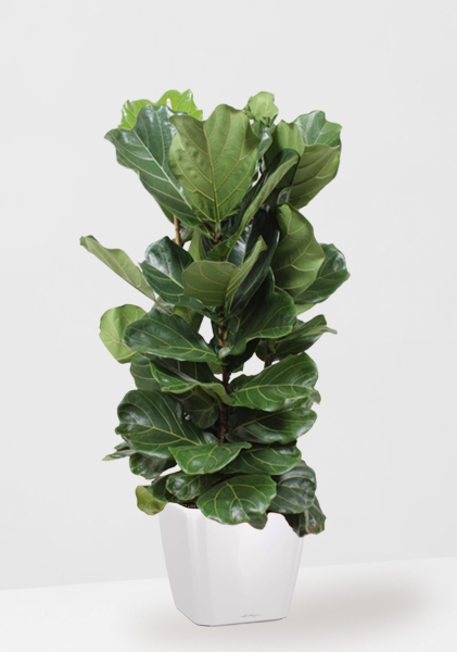 Фикус Лирата 3 ствола Эксклюзив 40/180 см в QUADRO LS 50