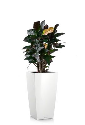 Кротон (Кодиеум) Вилма 17/70 см в CUBICO 22, белый блестящий