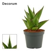 Сансевиерия Temple Crown (decorum) d6 см h11 см Сансевиерия Temple Crown (decorum) d6 см h11 см