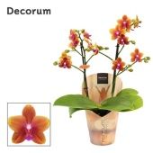Фаленопсис Perfíum 2st Bolgheri d12 см h40 см Фаленопсис Perfíum 2st Bolgheri d12 см h40 см