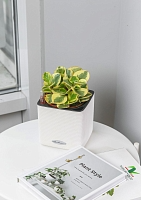 Пеперомия Биколор 12/20 см в CUBE GLOSSY KISS 14