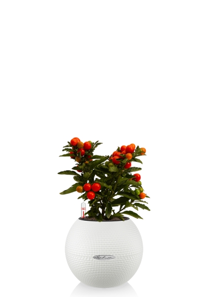 Соланум 10/25 см в PURO 20