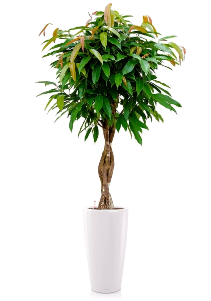 Фикус Биннендийка Амстел Кинг переплетенный 27/140 см в RONDO 32