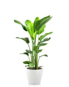 Стрелиция Николай CLASSICO COLOR 28/110 см Белый Стрелиция Николай CLASSICO COLOR 28/110 см Белый