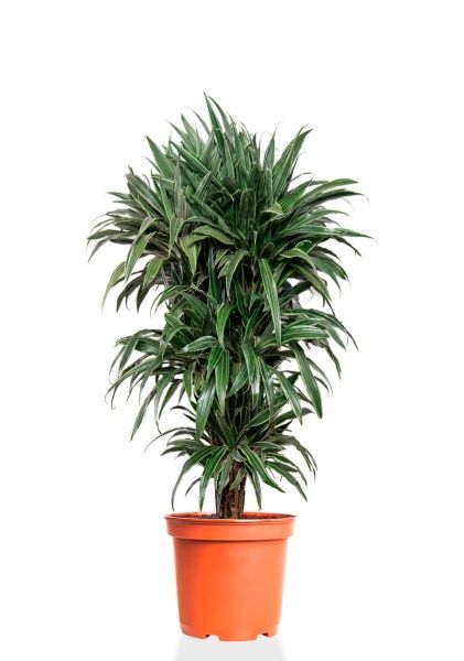 Драцена Варнески бранч 35/150 см Драцена Варнески бранч 35/150 см