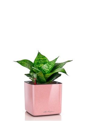 Сансевиерия Ханни 12/25 в CUBE GLOSSY KISS 14, кремовый блестящий