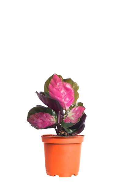 Калатея Розеопикта Рози 6/15 см