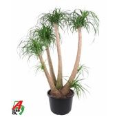 Нолина бранч d44 см h160 см
