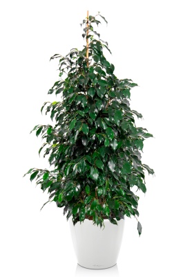 Фикус Бенджамина Даниэль 30/165 см в CLASSICO LS 43 Фикус Бенджамина Даниэль 30/165 см в CLASSICO LS 43