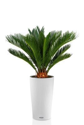 Цикас в CILINDRO 32, белый Цикас в CILINDRO 32, белый